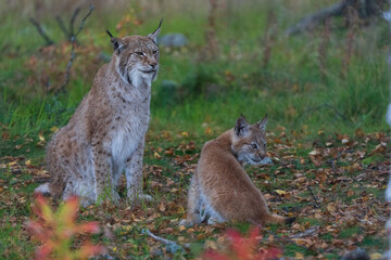 lynx in the forest
