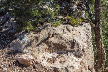 Naklejka na ściany i meble A Rock Squirrel (Spermophilus variegatus) at the Mather Point in the Grand Canyon National Park, Arizona, USA.