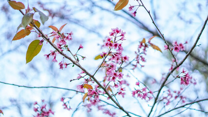Nang Phaya Suea Krong flower or Sakura of Thailand, beautiful pink blossom on sky background....