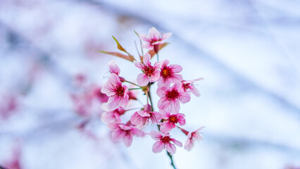 Nang Phaya Suea Krong flower or Sakura of Thailand, beautiful pink blossom on sky background....