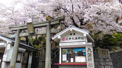 The torii gate is surrounded by cherry blossoms in Tenman Shrine (Kitano, Kobe, Japan)