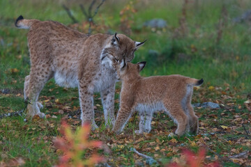lynx in the woods