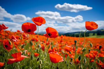 Obraz premium A stunning field of red poppies grows in a large field with a beautiful blue sky above during the day. 