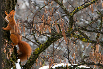 Cool Squirrel