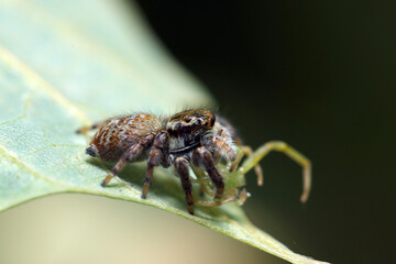 Portrait of Jumping spider (Nekohaetori), catcihng a green spider for meal (Wildlife closeup macro photograph) 