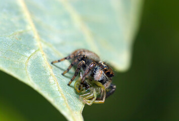 Fototapeta premium Portrait of Jumping spider (Nekohaetori), catcihng a green spider for meal (Wildlife closeup macro photograph) 