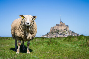 sheep grazing with mont saint michel in the background