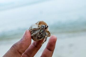 Cute tiny hermit crab held in a hand. Little hermit crab macro photo.