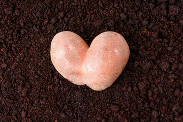Large Heart-Shaped Potato Isolated on Tilled Soil