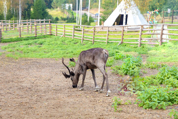 Reindeer on a farm in the village in the summer. Reindeer in the green grass in the zoo.  forest in autumn. Pine trees in the paddock. Autumn in the countryside.