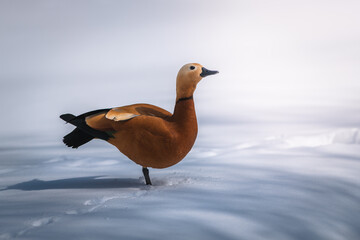 The Ruddy shelduck standing on a snow close up view