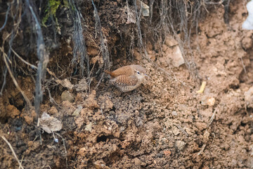Eurasian wren hiding in a hole
