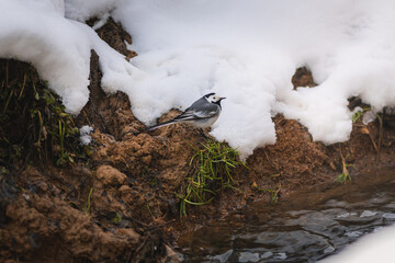 White wagtail near spring stream on the snow