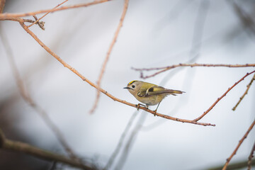 The goldcrest Regulus regulus on a branch in winter close up portrait