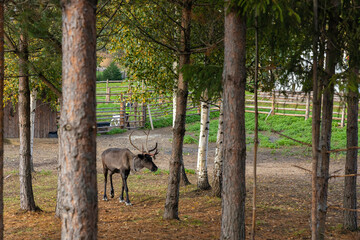 Reindeer on a farm in the village in the summer. Reindeer in the green grass in the zoo.  forest in autumn. Pine trees in the paddock. Autumn in the countryside.