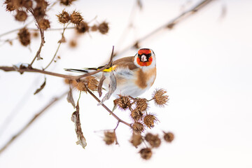 The European goldfinch on a Carduus bush eating seeds in winter