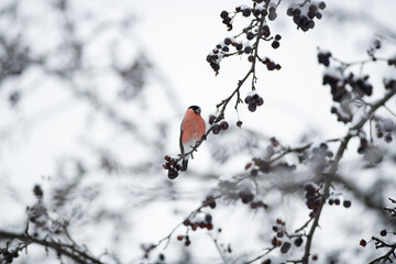 Eurasian bullfinch eating berries