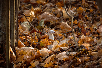 Least weasel in winter coat hunting in the autumn forest