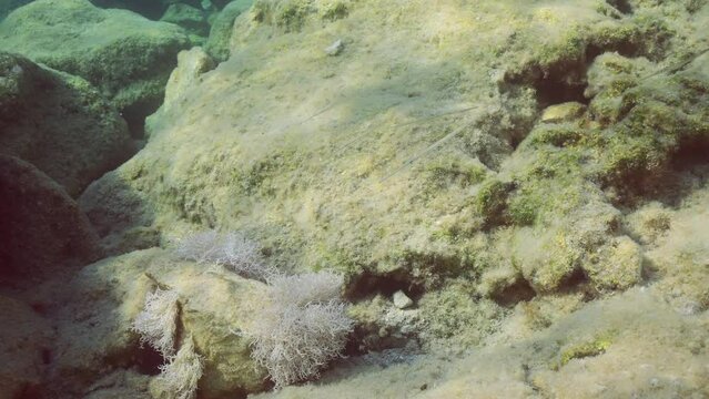 School of juvenile Bluespotted Cornetfish or Smooth Flutemouth (Fistularia commersonii) swims next to coastal rocky reef covered with Red algae Liagora in sun glare, Mediterranean Sea, Slow motion