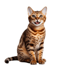 Obraz premium Cute_bengal_cat_smiling_whole_body_high_resolution_no