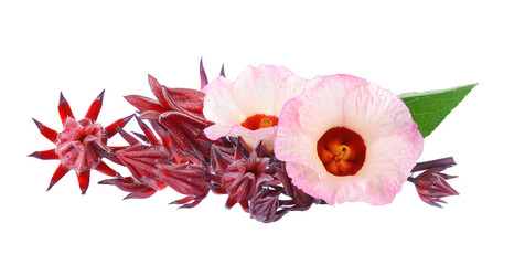 roselle on transparent png © sommai