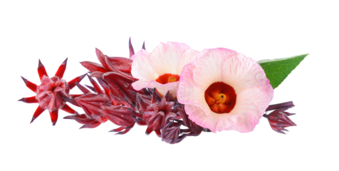 roselle on transparent png
