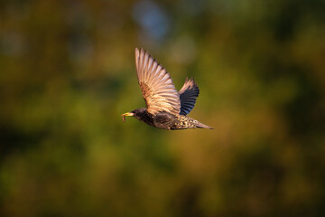 Common starling in flight with a worm in the beak