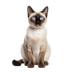 Siamese_cat_cute_whole_body_no_shadow_highest_resolut