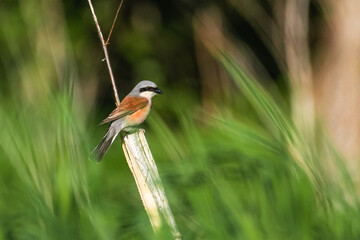 Red-backed shrike looking for prey on a branch