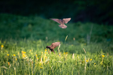 Common starling in flight with a worm in the beak