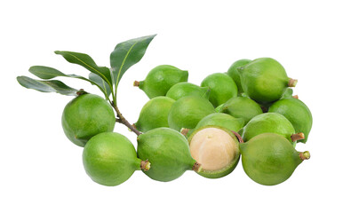 macadamia nut on transparent png
