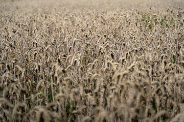 Field of yellow golden wheat ready for harvest