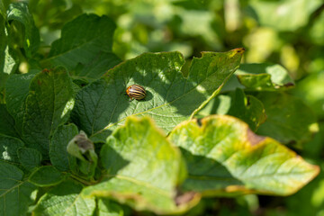 Colorado potato beetle (Leptinotarsa decemlineata) on potato leaves