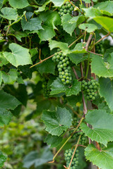 Green unripe riverbank grapes (Vitis riparia) and green leaves