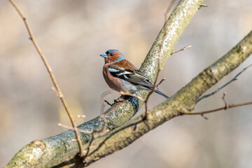 sparrow on a branch
