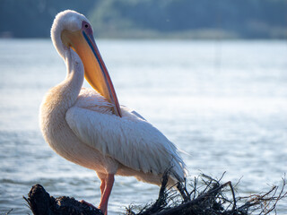 Pelican on Chiril lake, Danube Delta, Romania