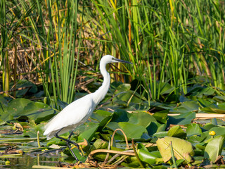 Little egret in Danube Delta, Romania