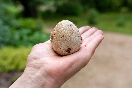 Hand holding egg of Common stinkhorn (Phallus impudicus)