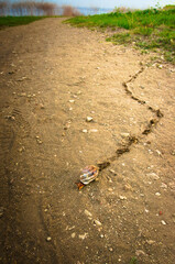A solitary snail travels along a long dirt path, leaving behind a meandering trail of mucous 