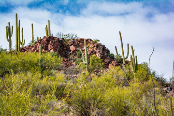 View of Cactus and Saguaro at Tumamoc Hill, Tucson, Arizona
