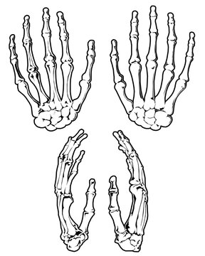 Mains de squelette humain