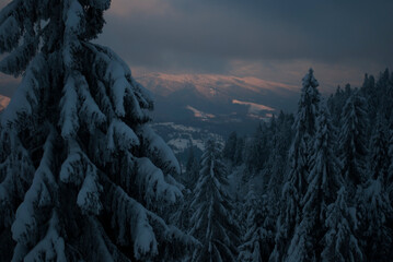 View of fir trees with snowy branches in the forest in the evening