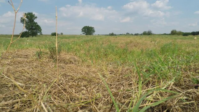 Two ground squirrel comes out of cover in the middle of a green meadow in the wild. HQ 4K Apple ProRes video.