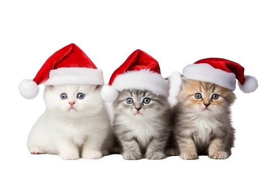 Cute kittens wearing Christmas Santa Claus hat on a white background studio shot