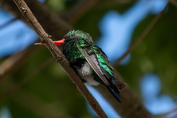 Close up de colibrí esmeralda macho posado en una rama © Maelia Rouch