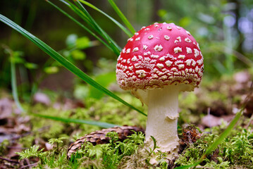 Close-up of a red fly agaric growing among green moss in the forest in summer.