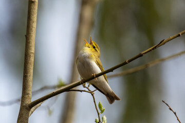 The common chiffchaff singing in spring, close up portrait