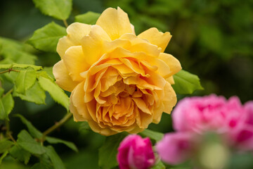 yellow rose flower
