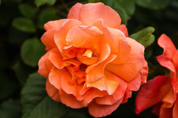 orange rose