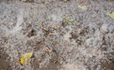 White poplar fluff lies on the asphalt.